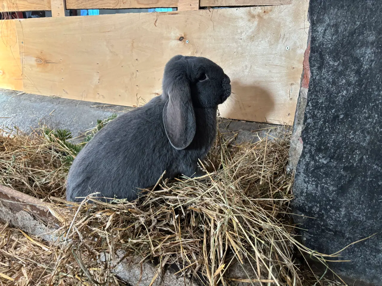 Billede 1 - Fransk vædder hun