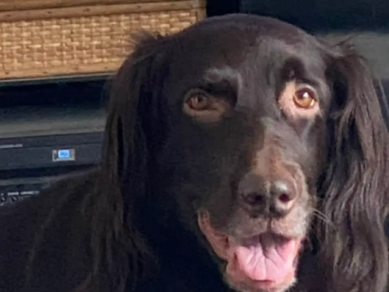 Billede 5 - Hundehvalpe/Tysk Langhåret Hønsehund