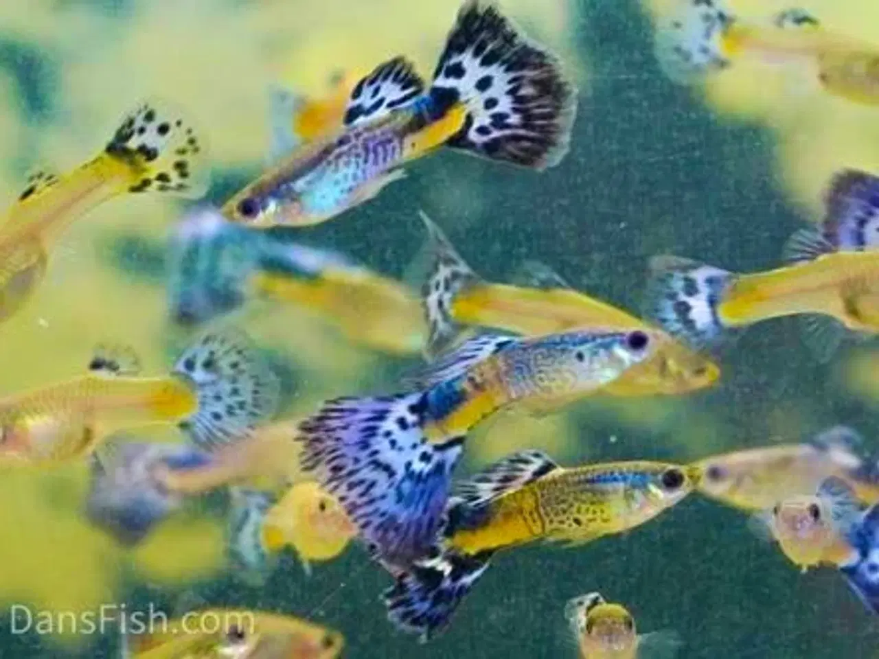 Billede 1 - Green snakeskin guppy (renstammet)