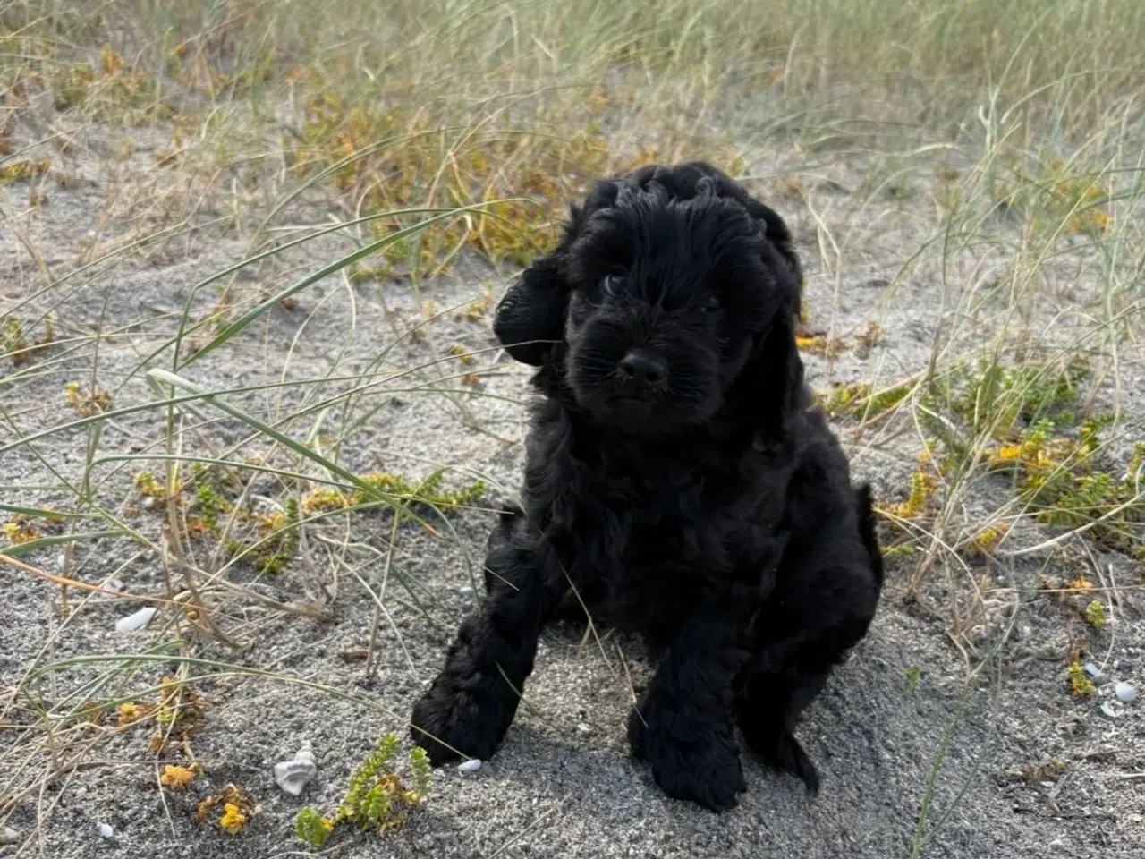 Billede 9 - 2 Dejlige Maltipoo drenge