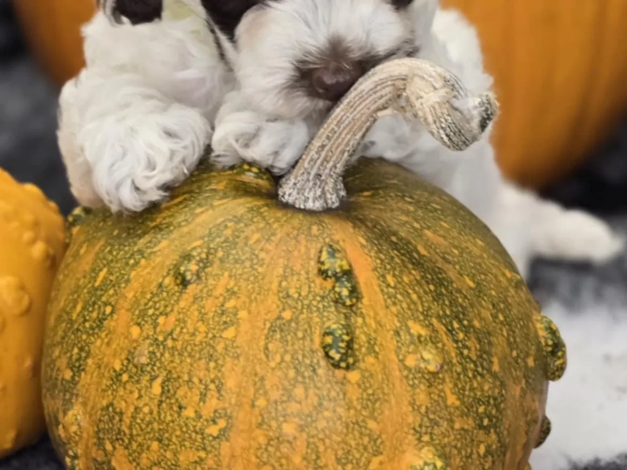 Billede 10 - Havapoo F1B