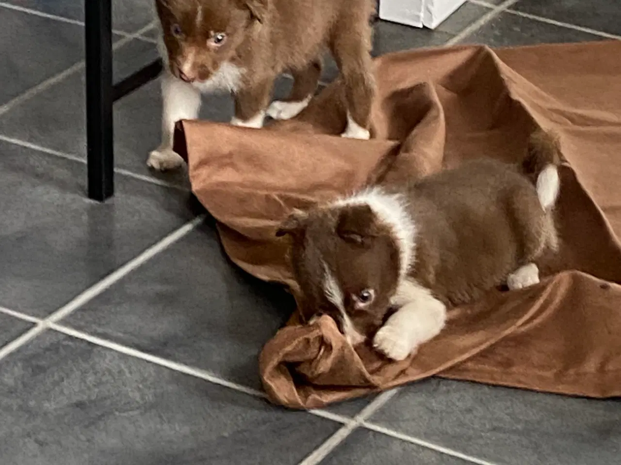 Billede 6 - Border Collie 