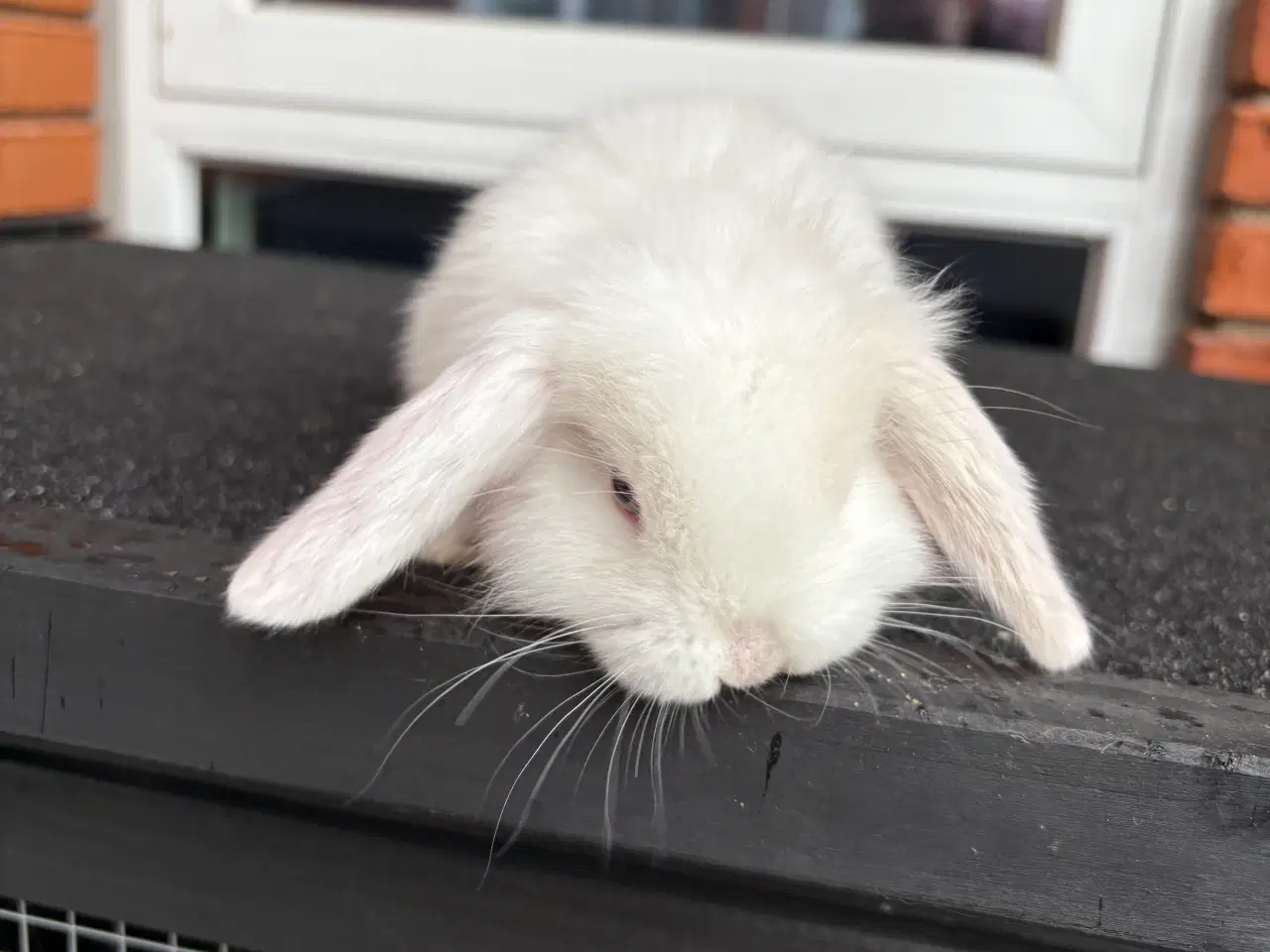 Billede 3 - Mini lop han kanin