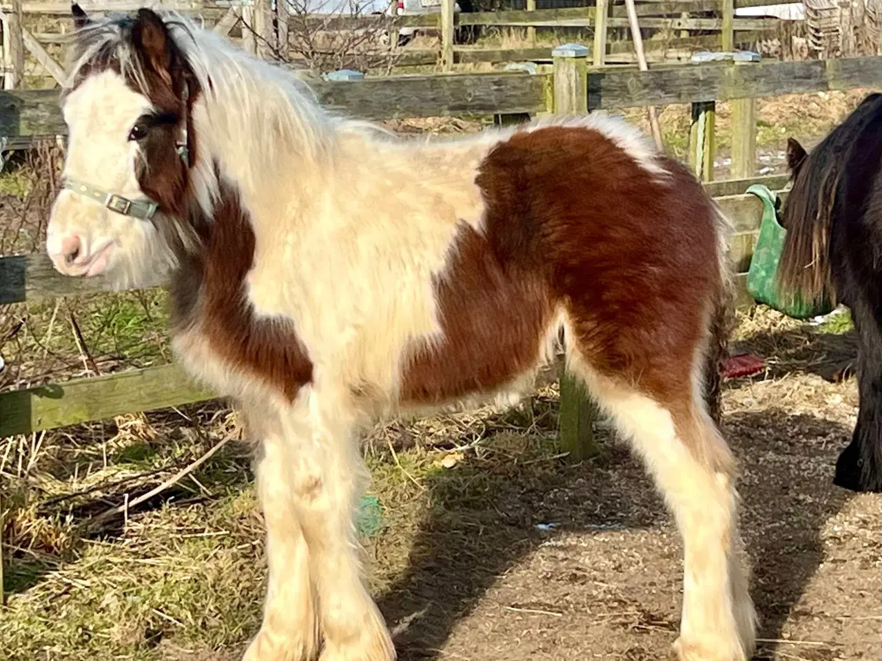 Billede 4 - Miniature Irish cob / Tinker 