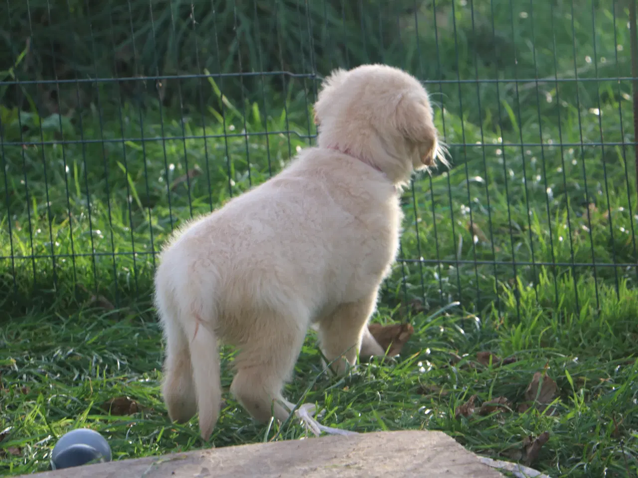 Billede 2 - Verdens smukkeste Golden Retriever er nu til salg!