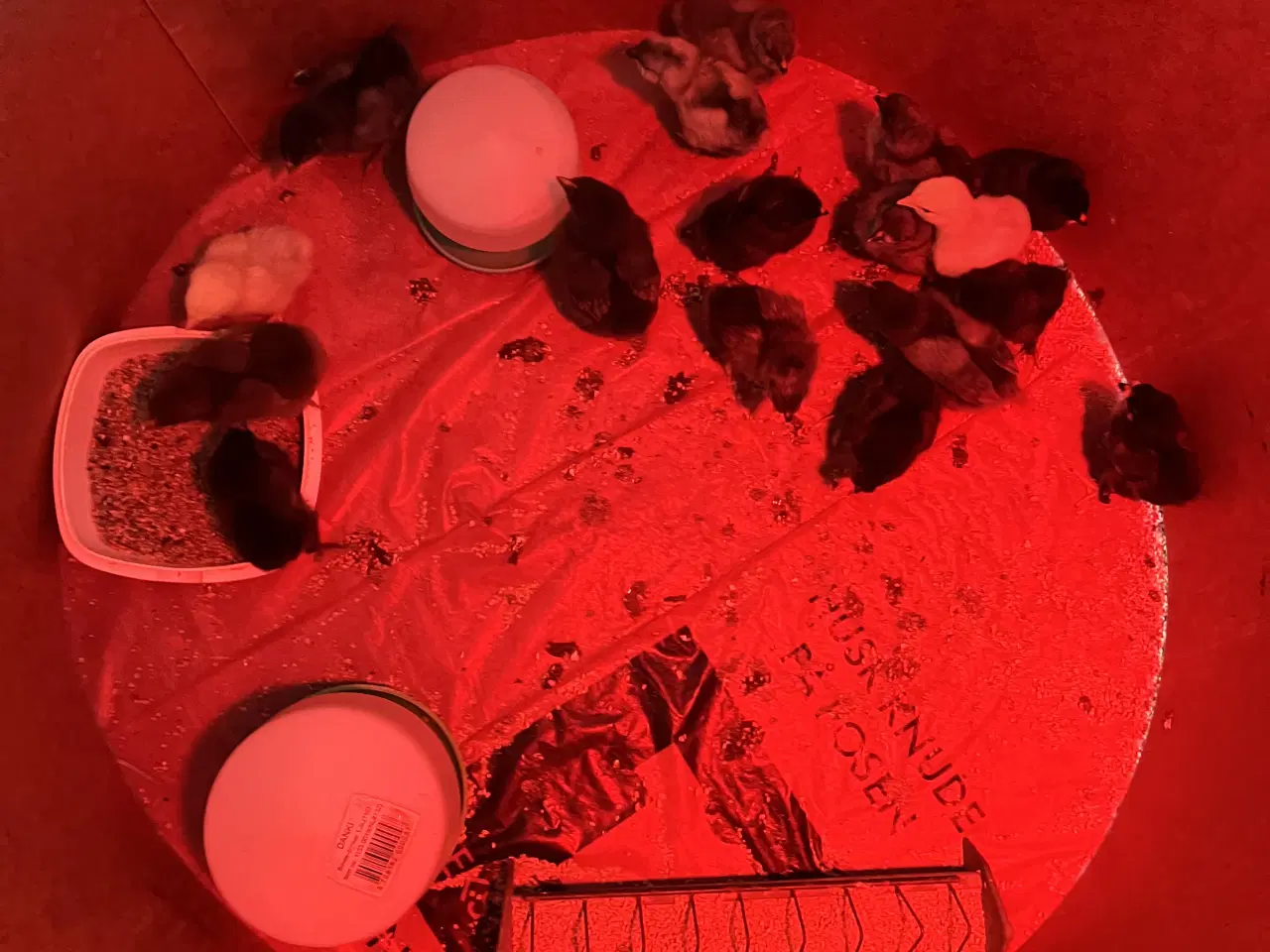 Billede 3 - Kyllinger i forskellige aldre