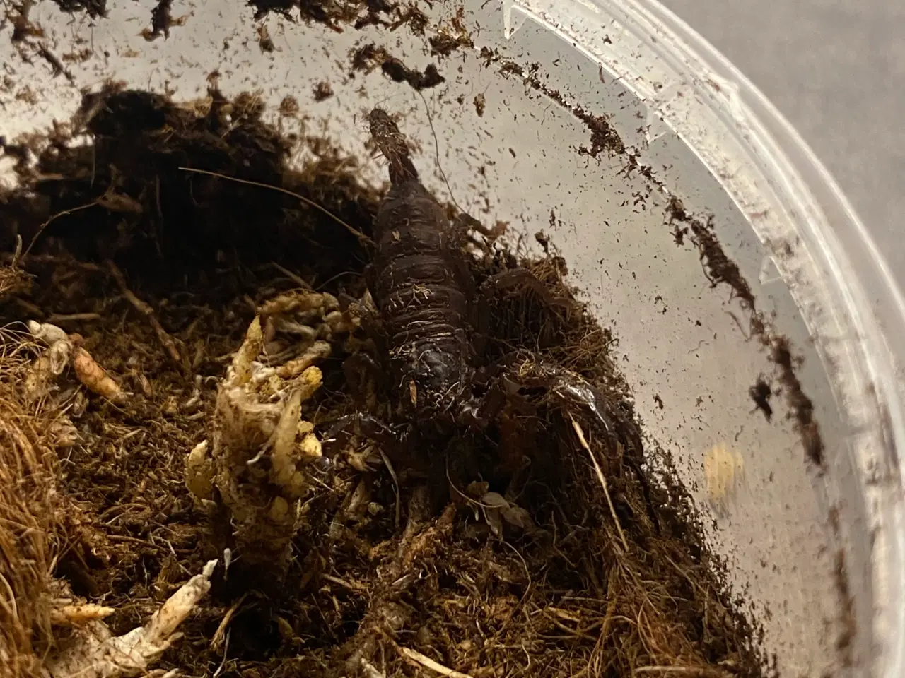 Billede 2 - Skorpion heterometrus