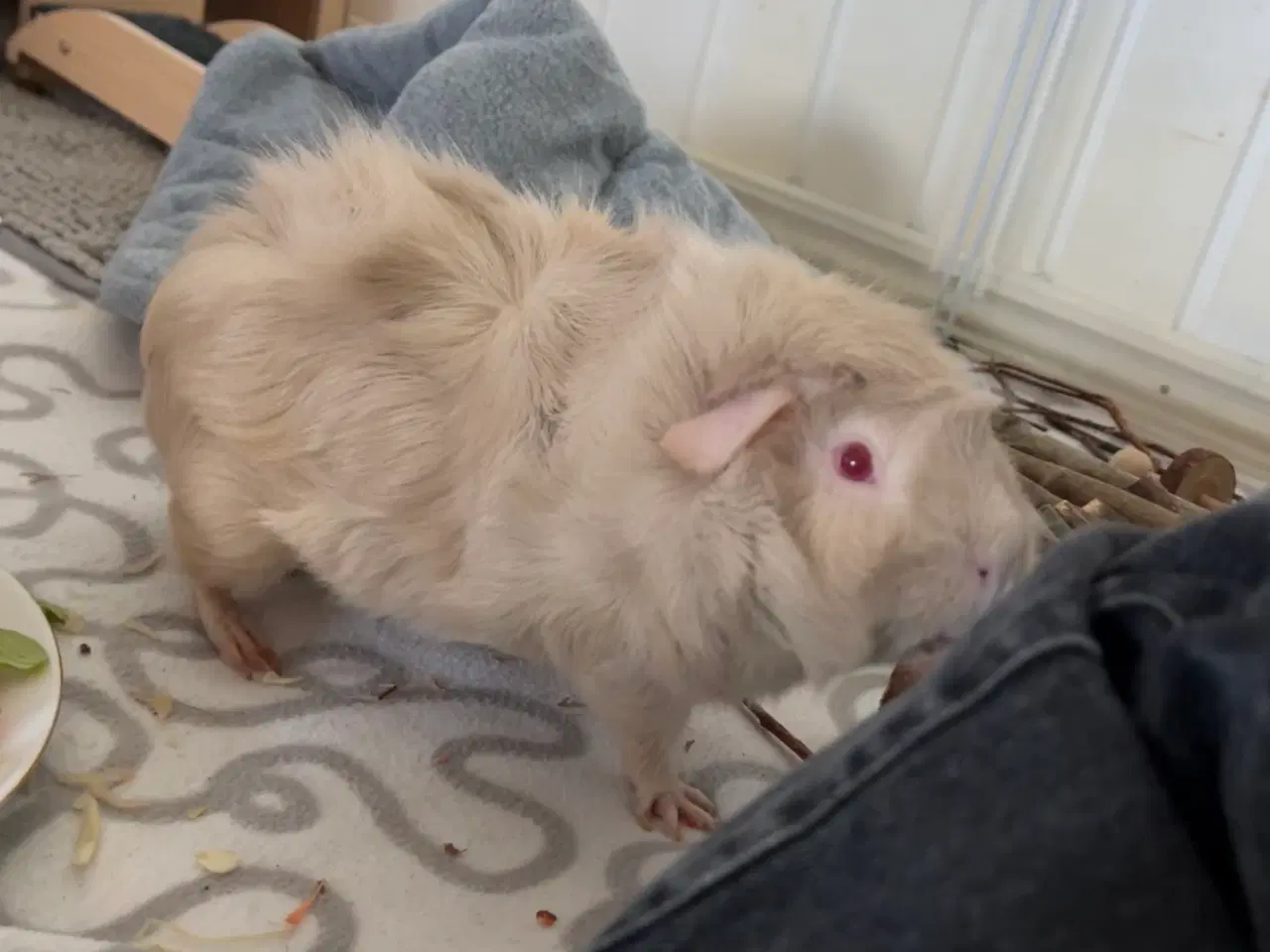 Billede 3 - Marsvin søger kærligt hjem