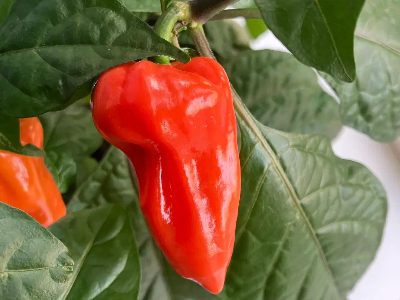 Billede 2 - Bhut jolokia purple chili frø