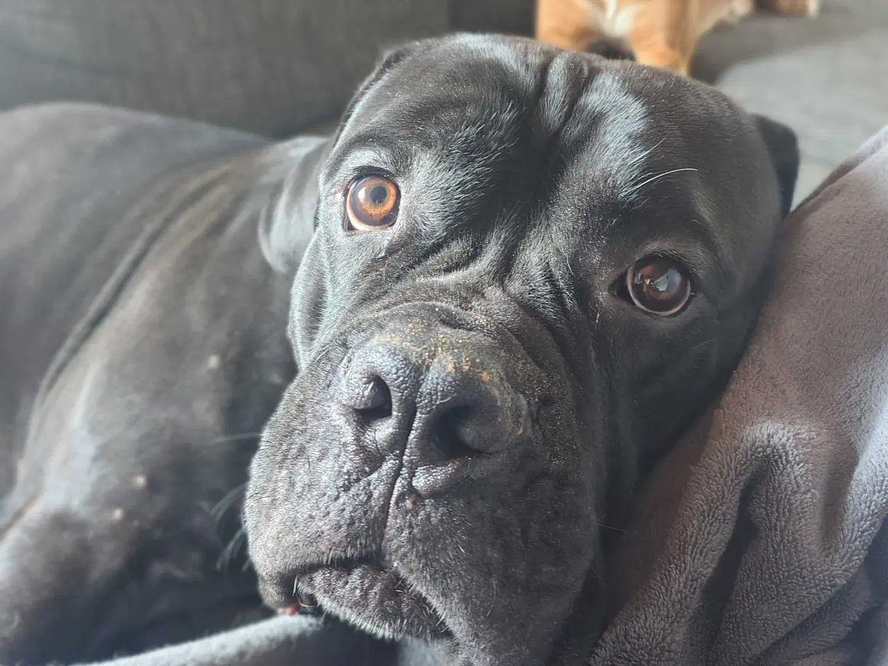 Billede 3 - Hanhund 
