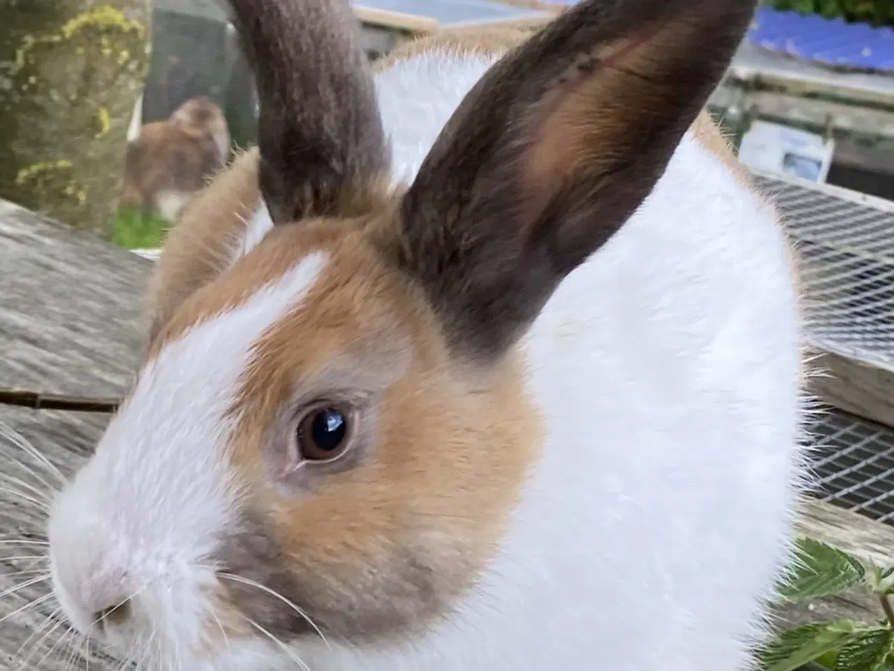 Billede 5 - AVLSKLAR HOLLÆNDER HAN MADAGASCAR