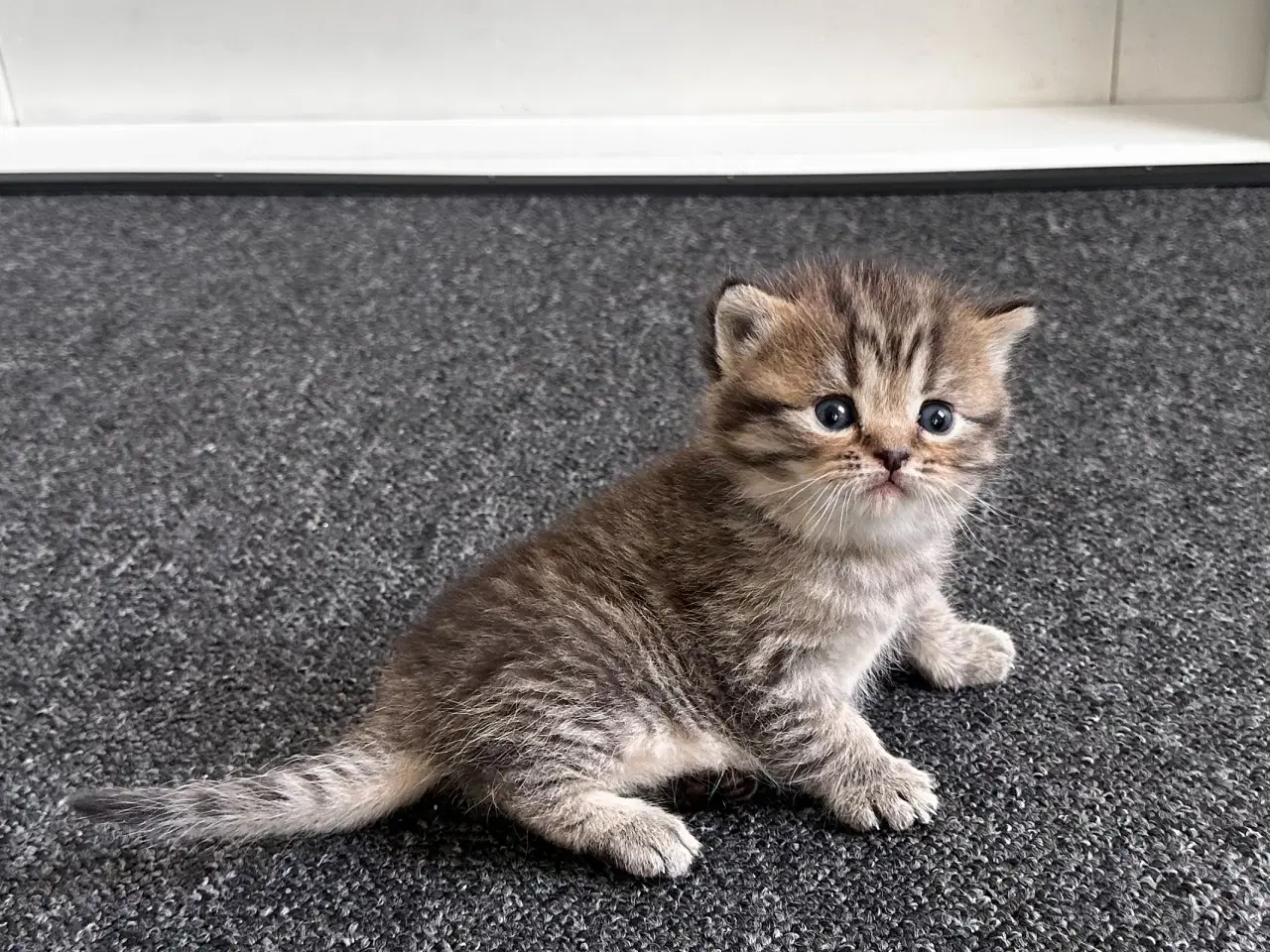 Billede 9 - British shorthair killinger søger hjem