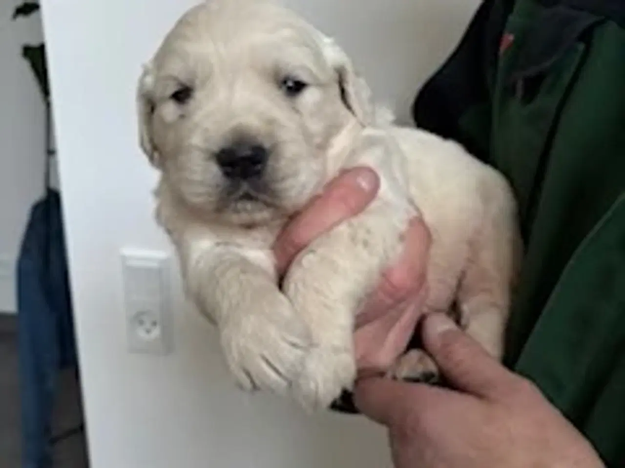 Billede 3 - Golden Retriever hvalpe