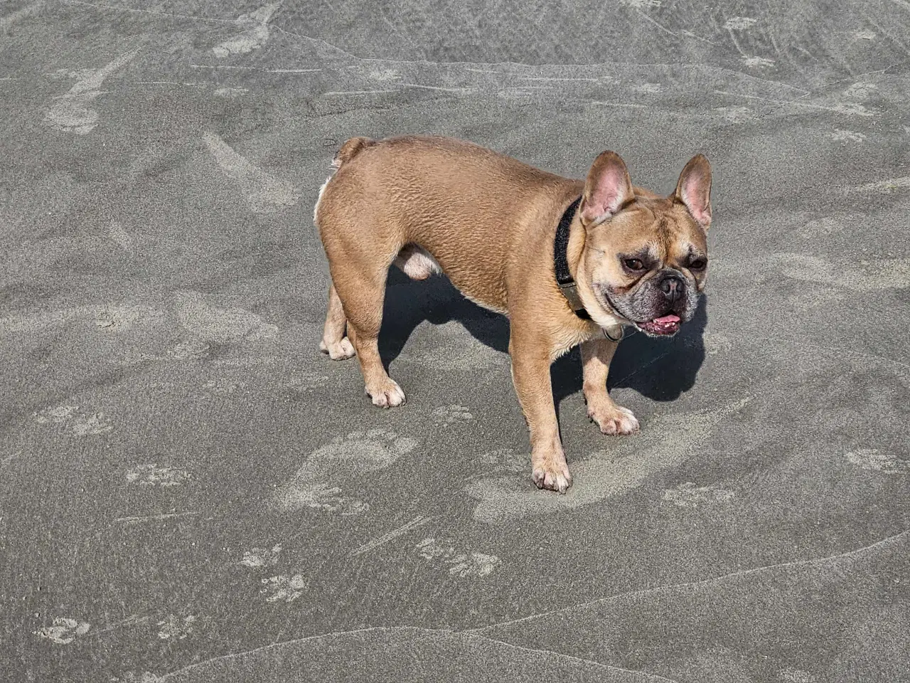 Billede 6 - Fransk Bulldog 