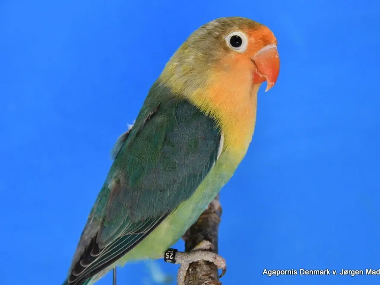 Billede 1 - Rødhovedet dværgpapegøje sælges