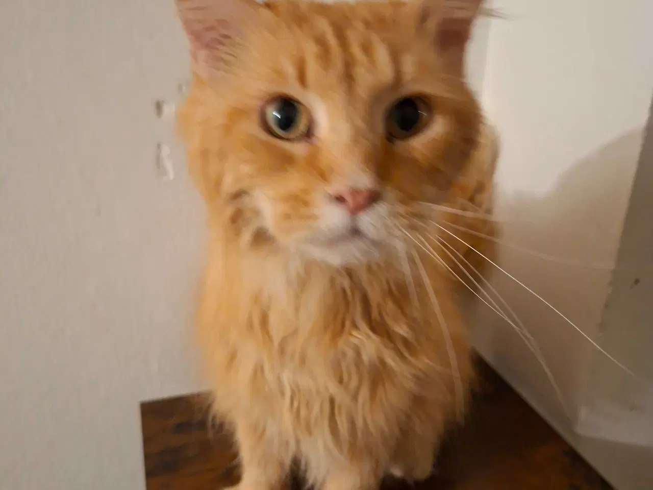 Billede 1 - Dejlig maine coon dreng uden tavle