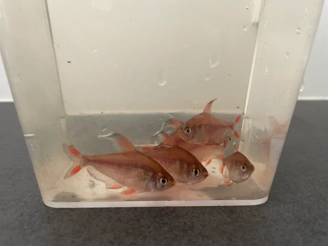 Billede 2 - White fin rosy tetra