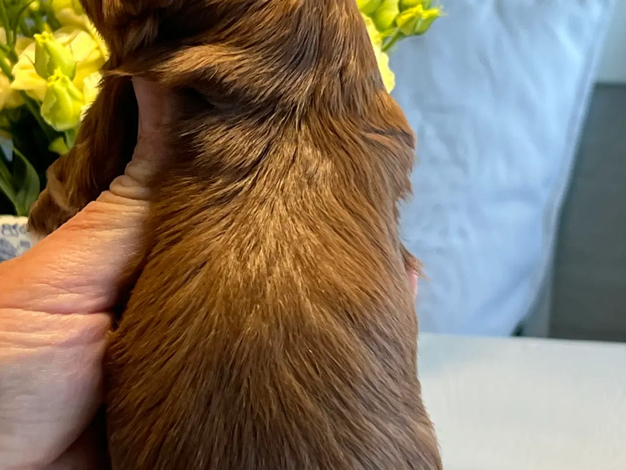 Billede 4 - Smukke Rød Zobel Havanais 