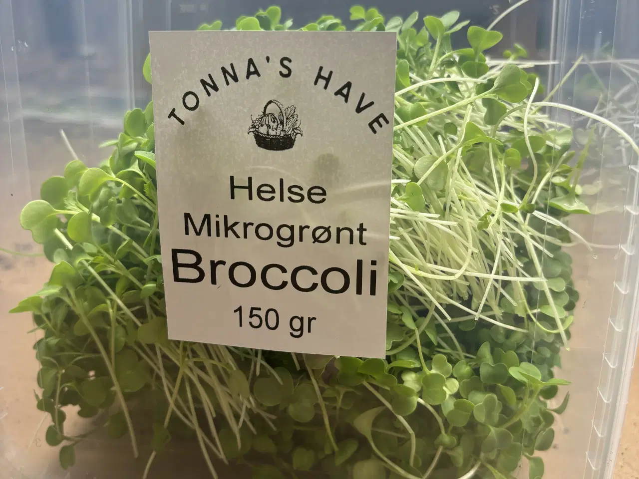 Billede 1 - Mikrogrønt - Broccoliskud
