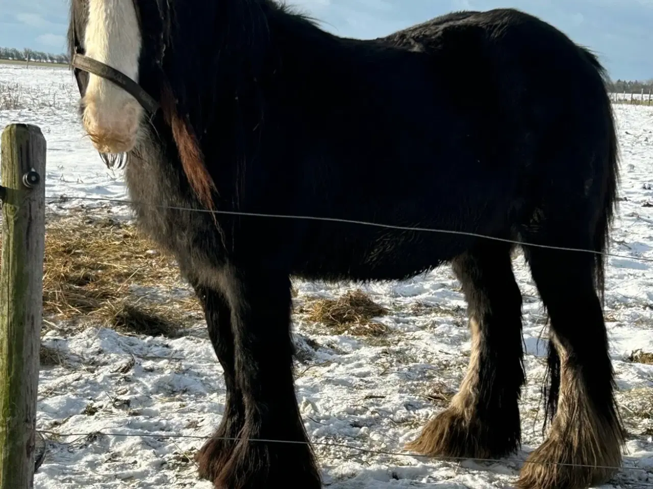 Billede 17 - Super skøn lille irish cob hoppe sælges 