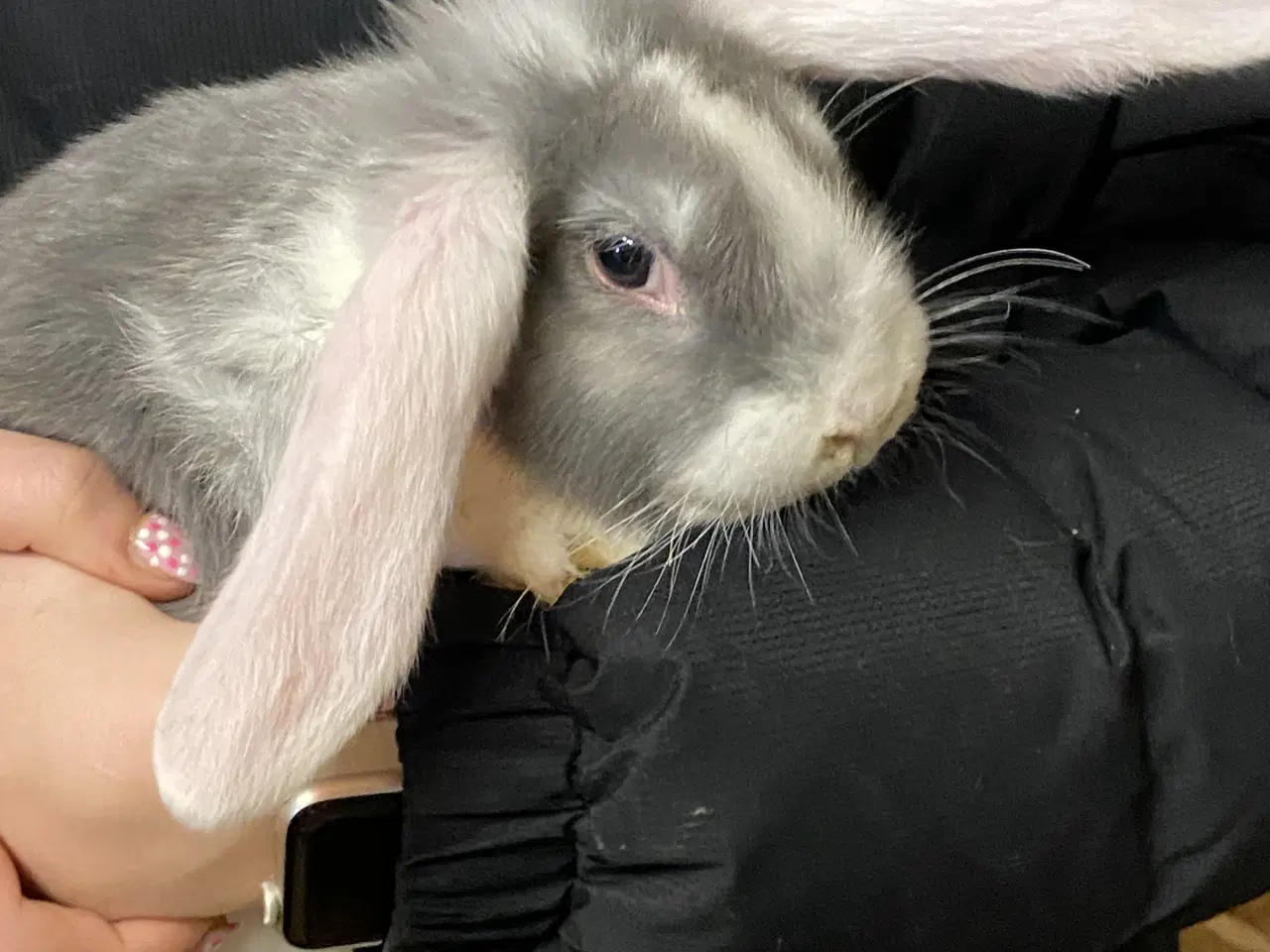 Billede 1 - Fransk vædder blanding