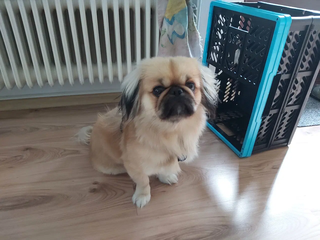 Billede 2 - Pekingeser hund