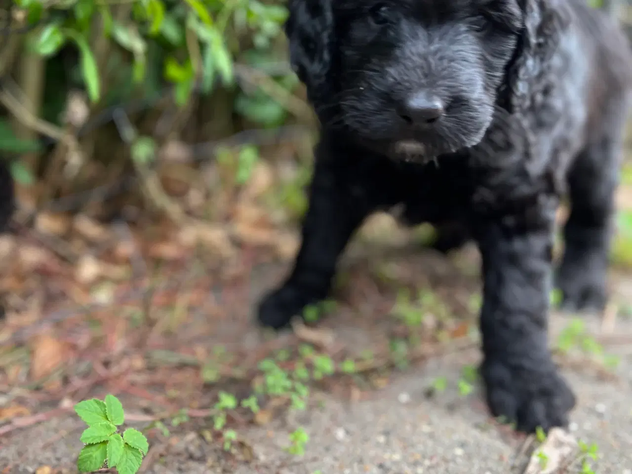 Billede 5 - Bernedoodle / berne doodle 