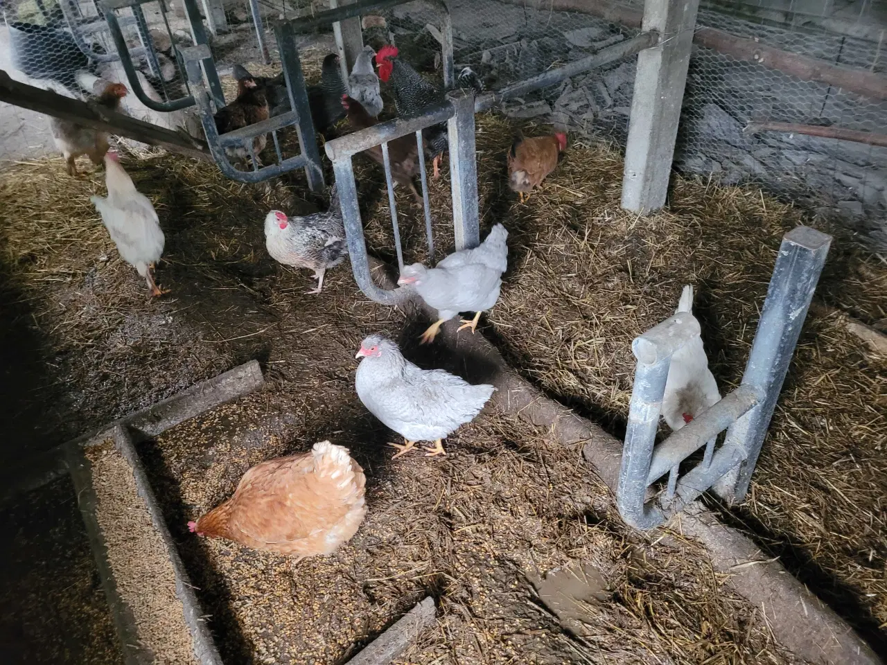 Billede 8 - 13 høns i fuld æglægning plus 8 høne kyllinger
