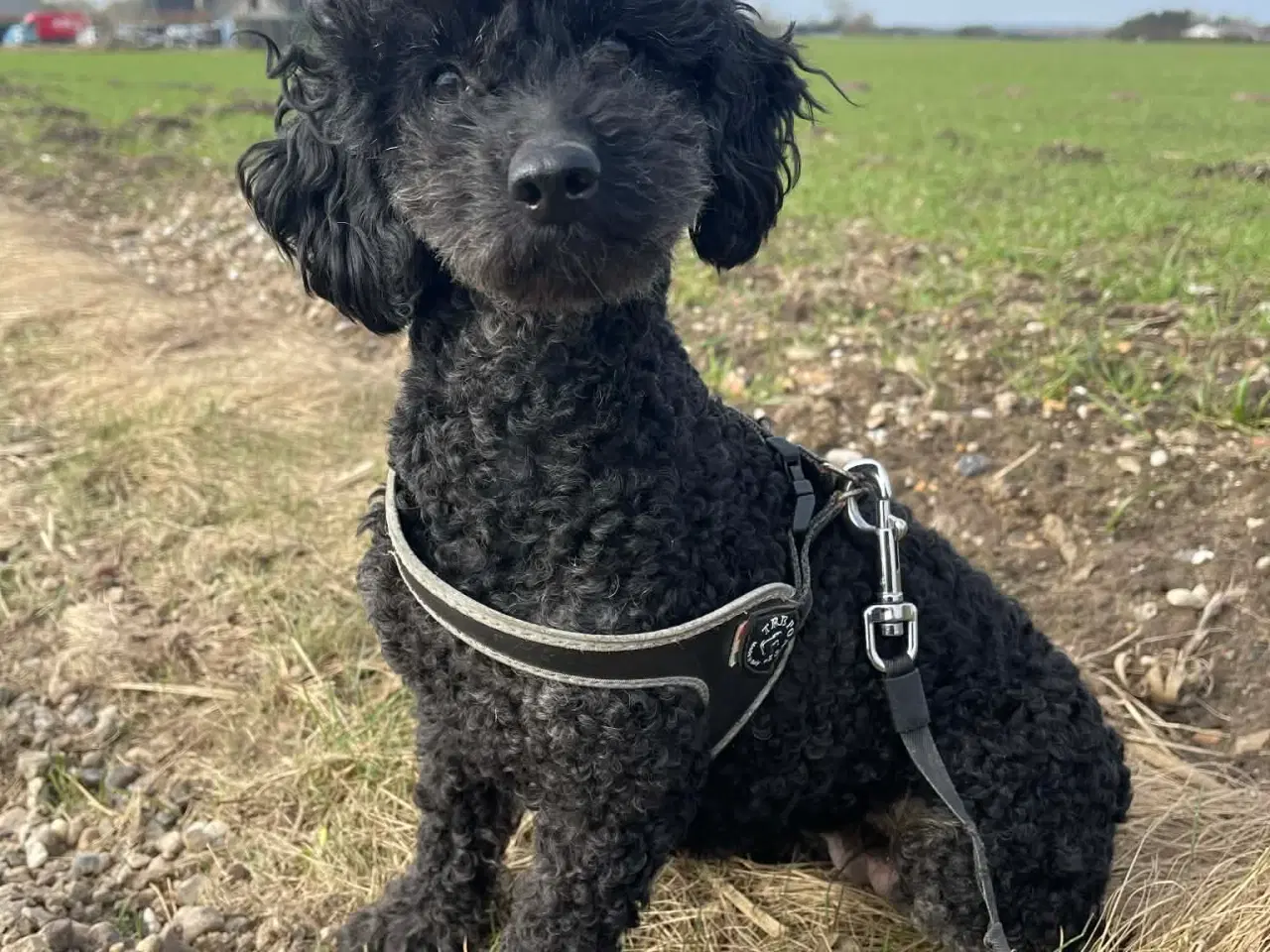 Billede 10 - 🌸 Skønne Verdi søger et kærlige hjem 🌸