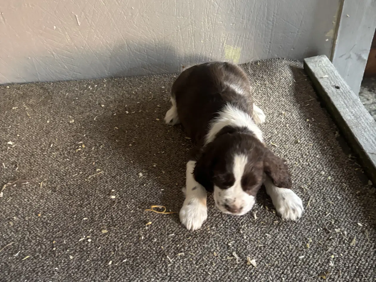 Billede 1 - Engelsk Springer Spaniel