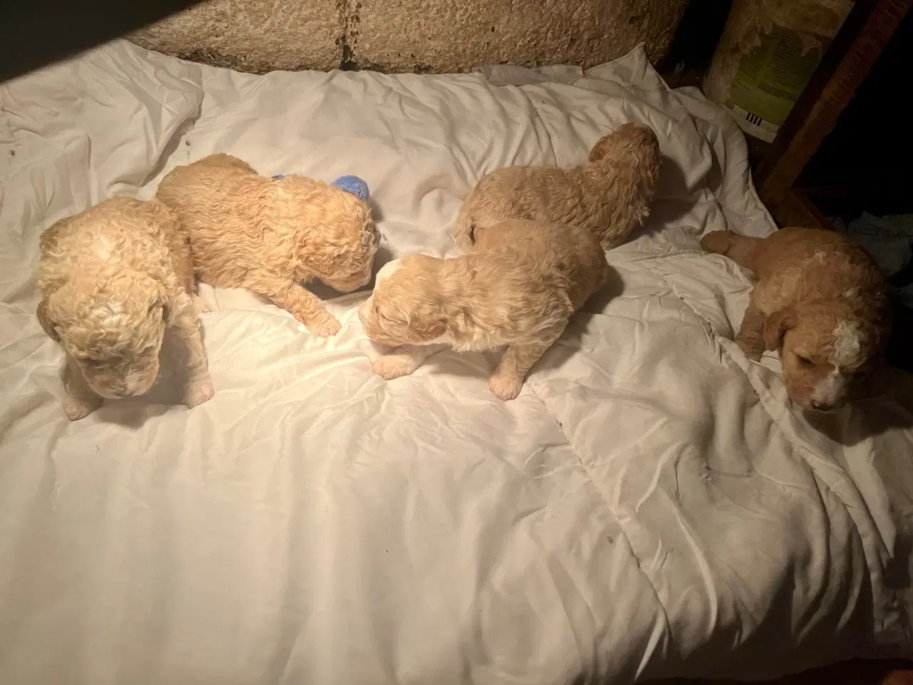 Billede 10 - Super lækre, og kraftige Lagotto / Spansk Vandhund