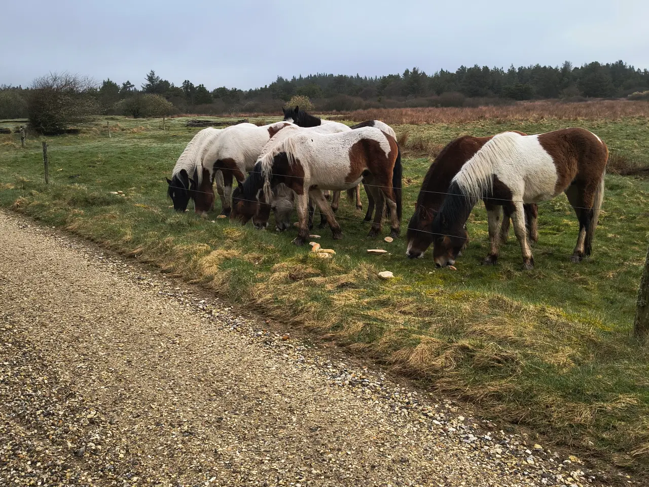Billede 1 - 8 stk. 2-års Tinkakrydsnings vallakker