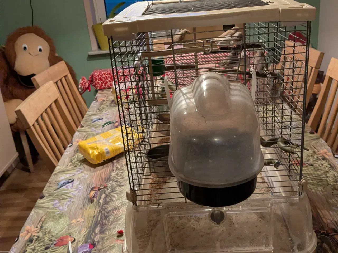 Billede 2 - 10 Zebraer finker med fuglebure