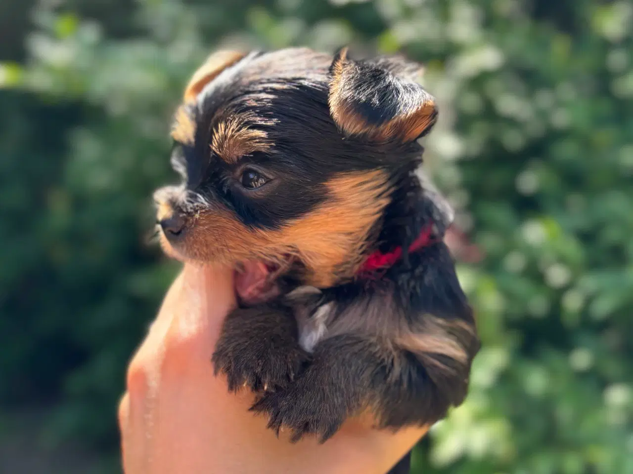 Billede 1 - Yorkshire terrier 