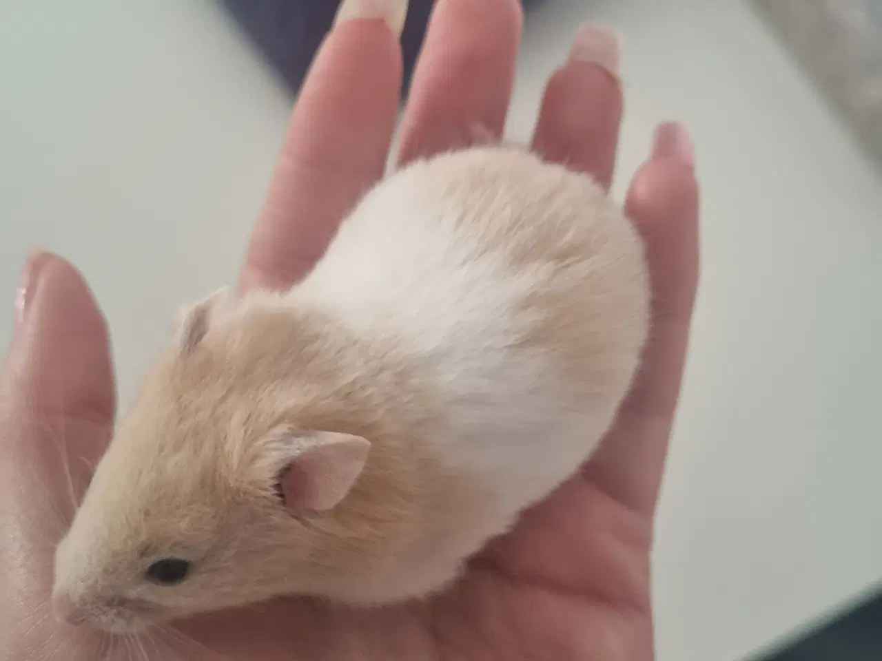 Billede 6 - Hamster unger sælges 