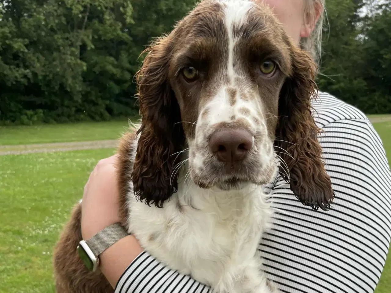Billede 3 - Engelsk springer spaniel hvalpe