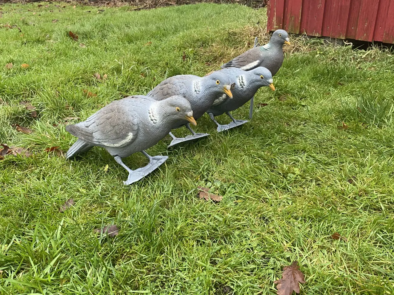 Billede 3 - Lokkeduer til jagt