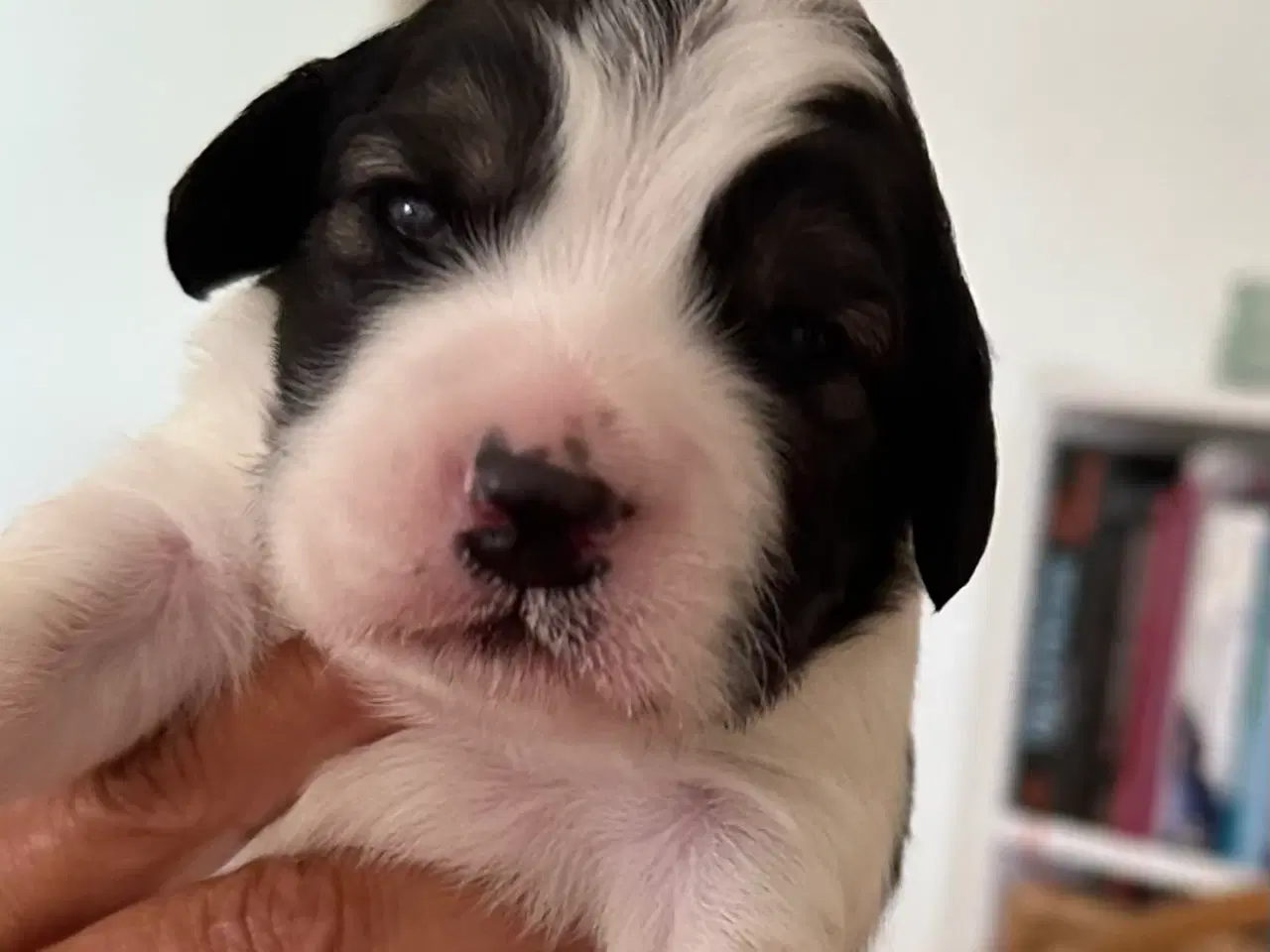 Billede 2 - Hundehvalpe  Cocker spaniel/ japansk spids