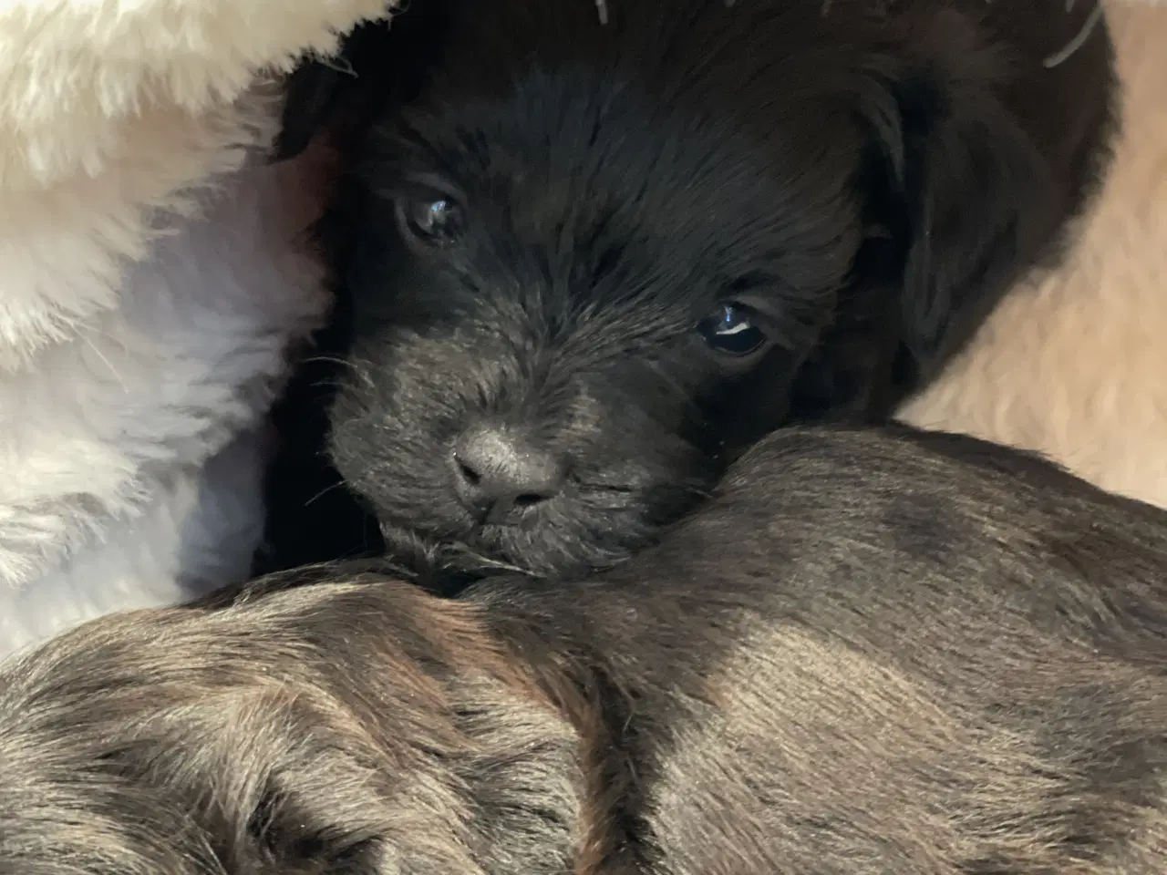 Billede 3 - Yorkipoo hvalpe-klar til nyt hjem uge 7