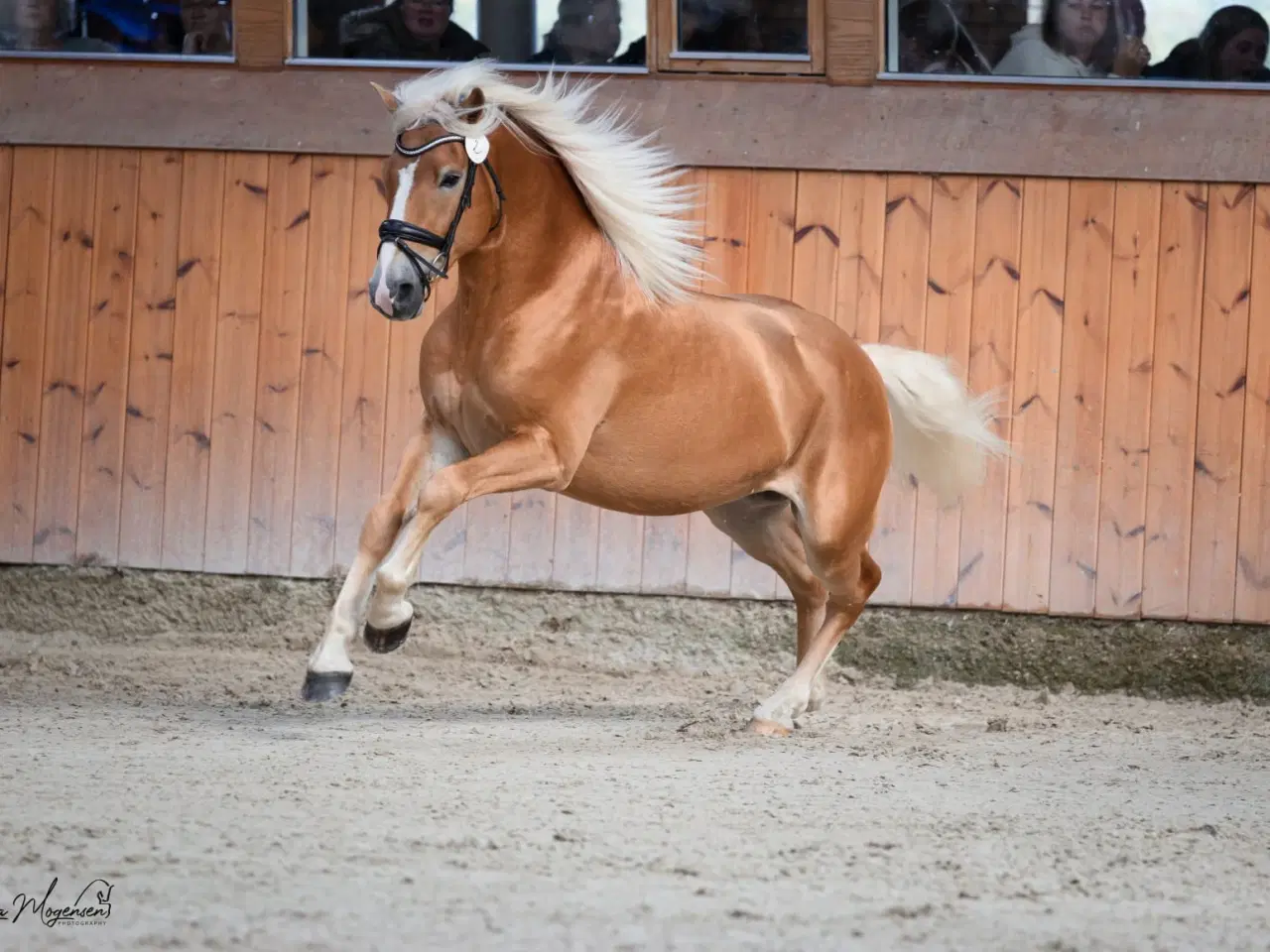 Billede 5 - Haflinger hingst 