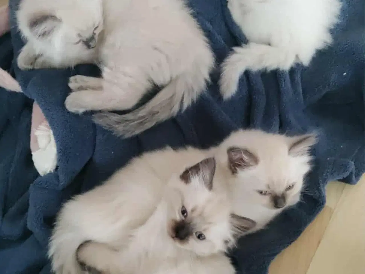 Billede 3 - Ragdoll hun killinger 