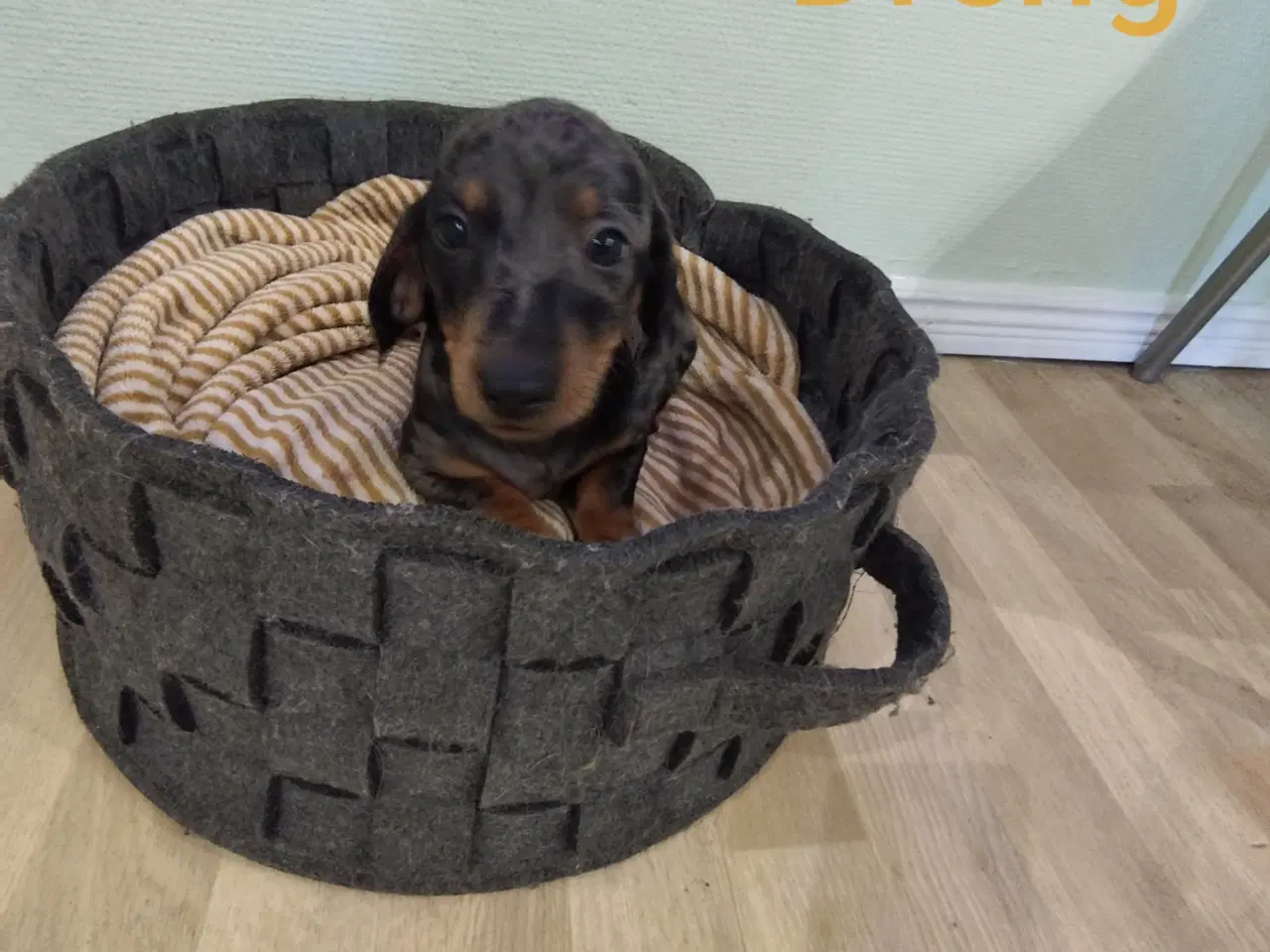 Billede 1 - Gravhunde hvalpe flotte merle farve 