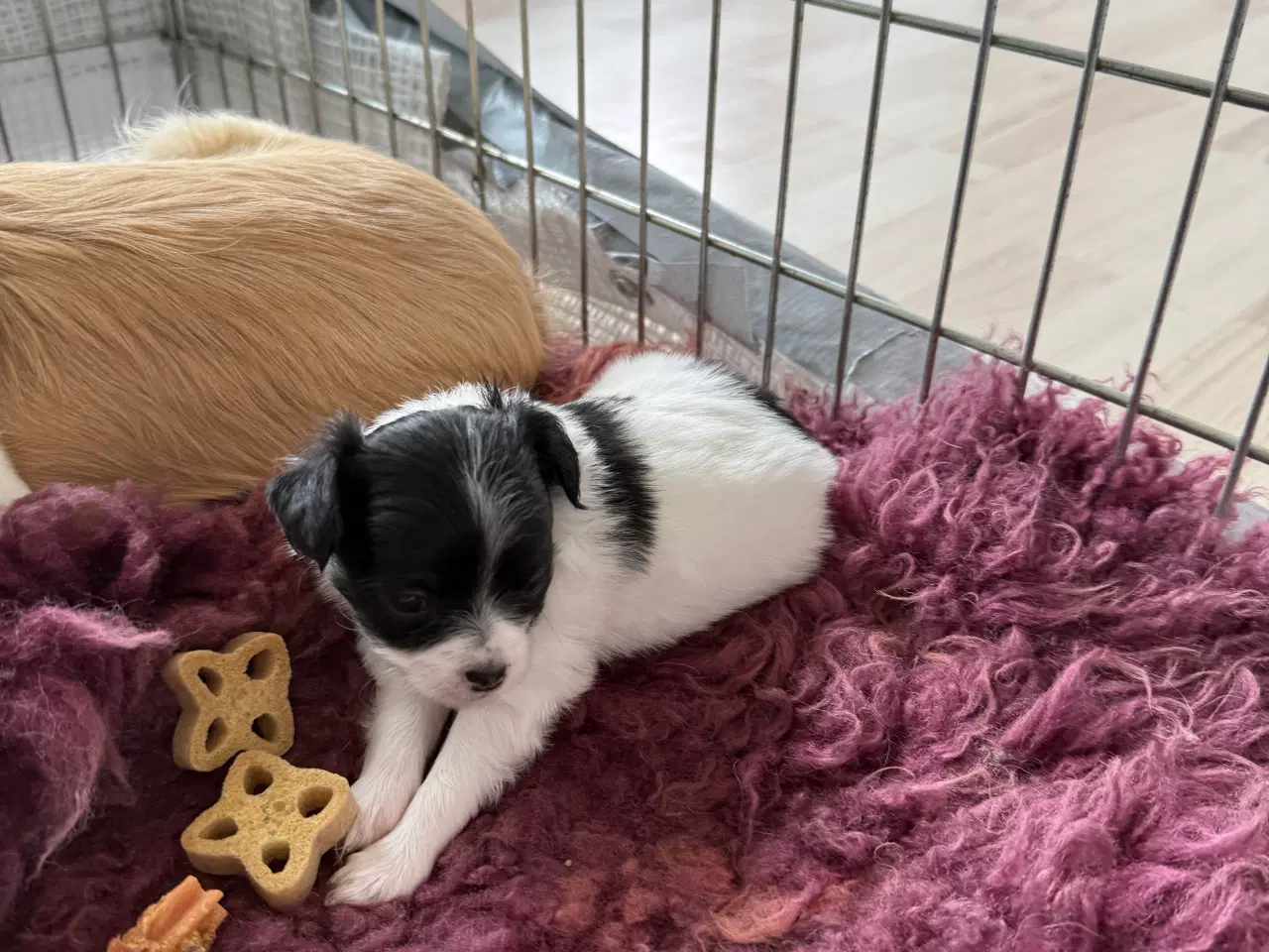 Billede 2 - Mini Chihuahua