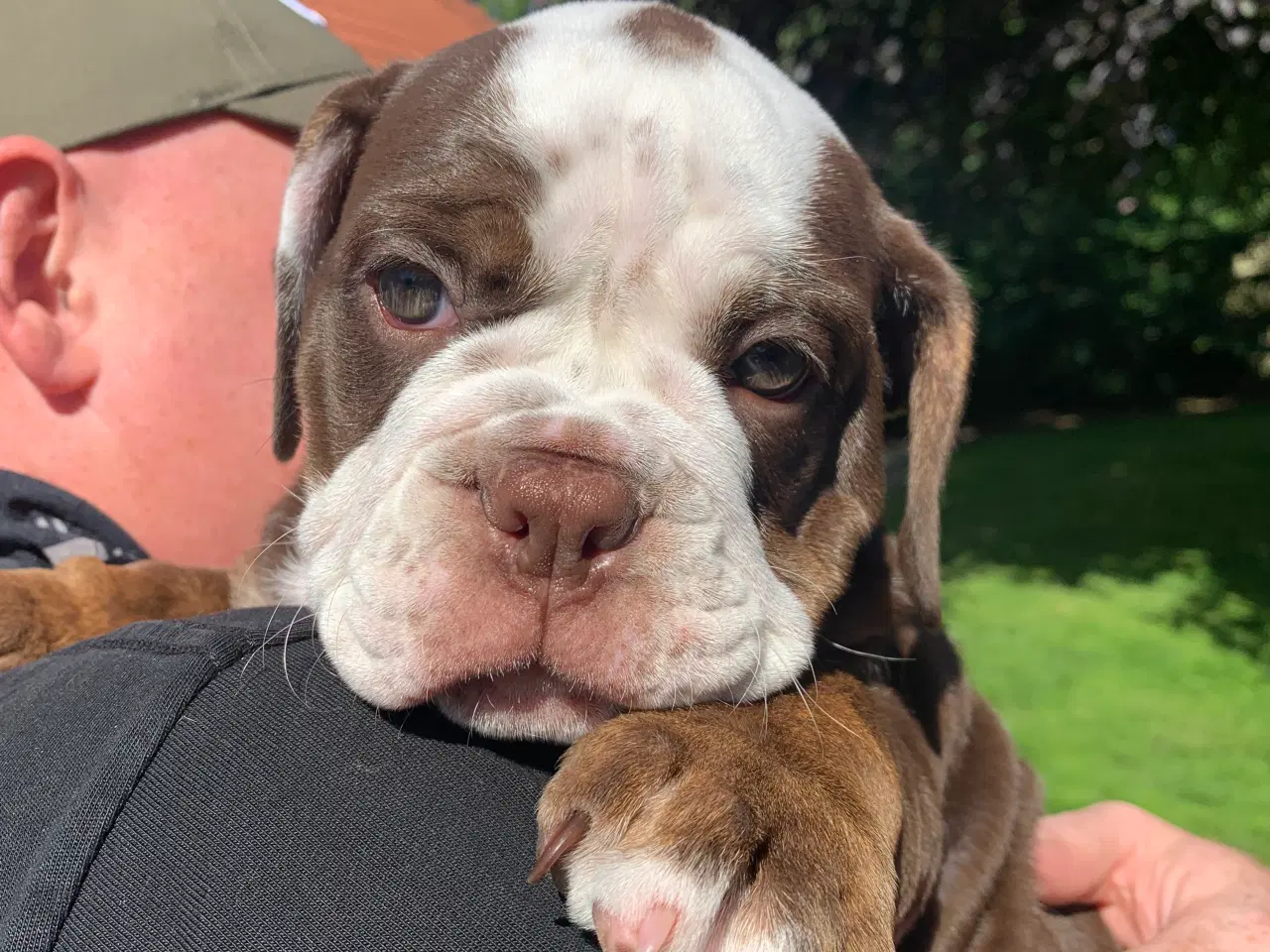 Billede 5 - New English Bulldog hvalp med stamtavle 