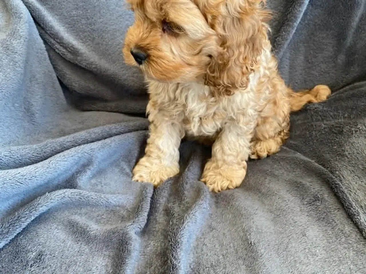 Billede 6 - Ægte Cocker Poo