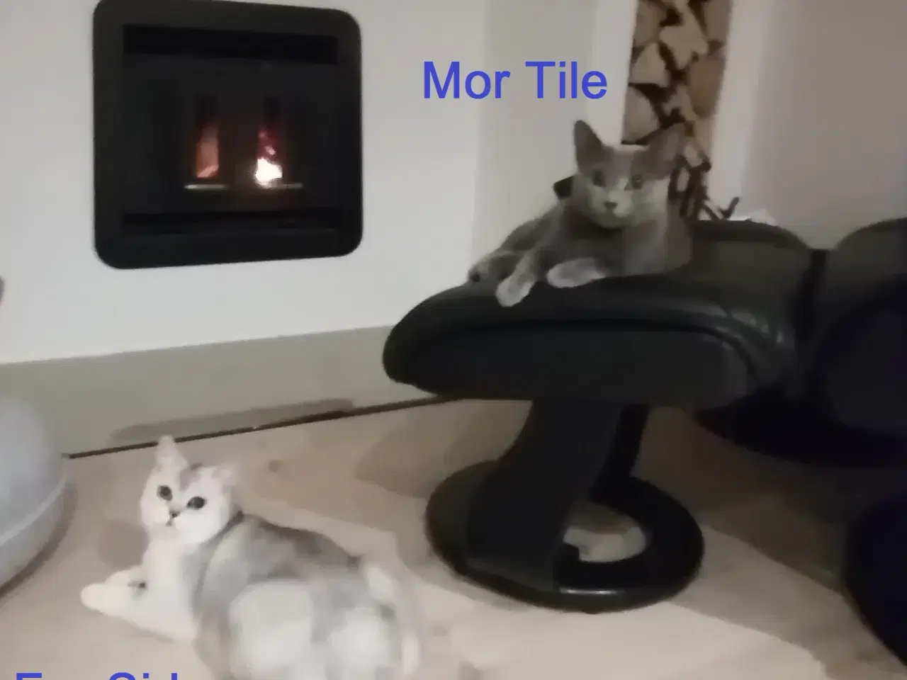 Billede 1 - Killinger Russian Blue/British shorthair