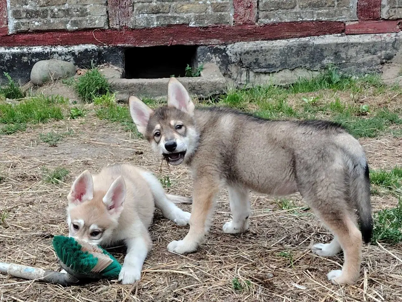 Billede 2 - Tamaskan/Tinberdog/Inuitdoh