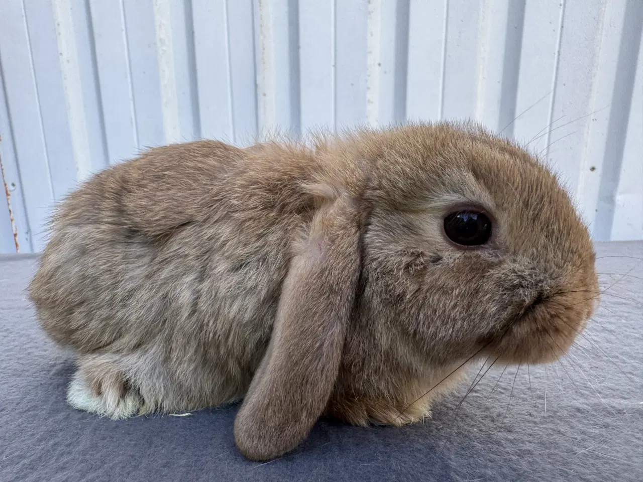Billede 2 - Dværgvædder hankanin
