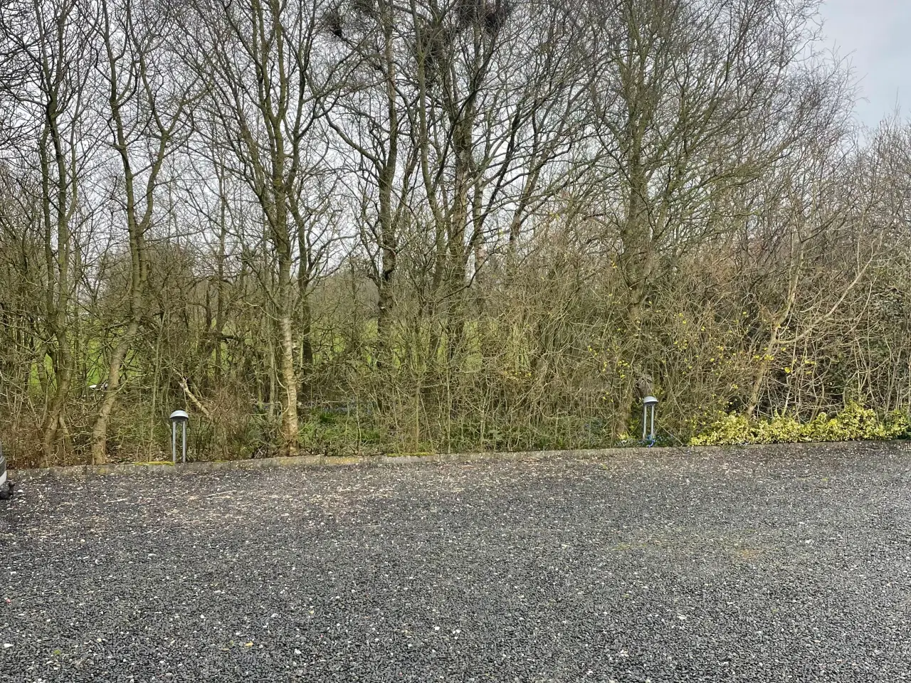 Billede 1 - Træfældning