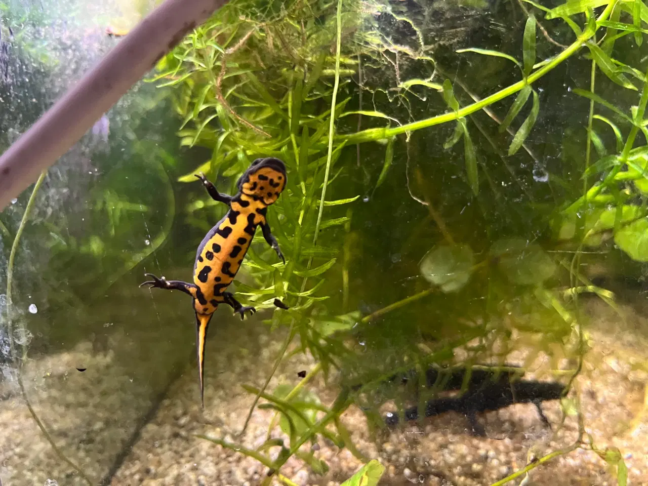 Billede 2 - Salamandre